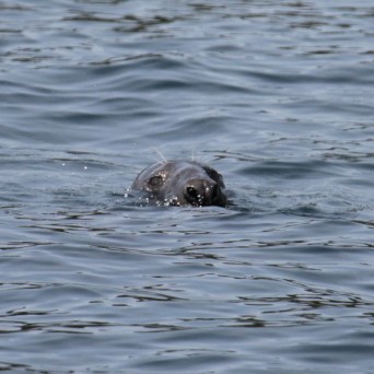 Seal's head emerging from water, with eyes and nose visible.