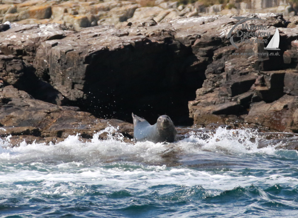 Seal lying on rocky shore with waves splashing around.