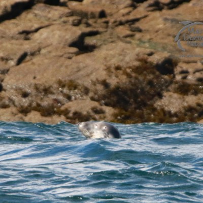 Seal's head peeking above water with rocky shore in background.