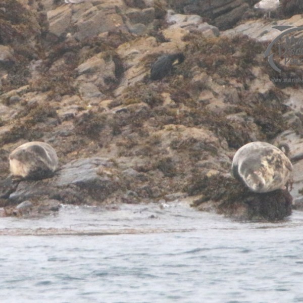grey seals