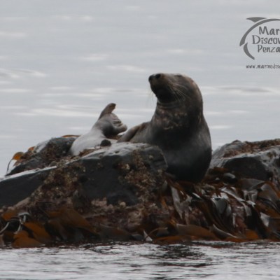 Seal resting on a rock surrounded by seaweed in calm waters.