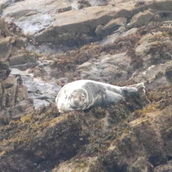 grey seal