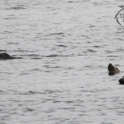 grey seals