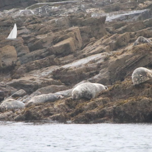 Seals resting on rocky shore beside water.