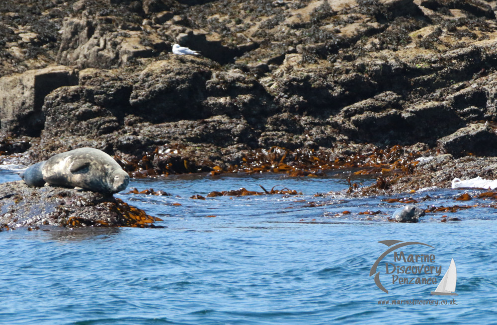 grey seals