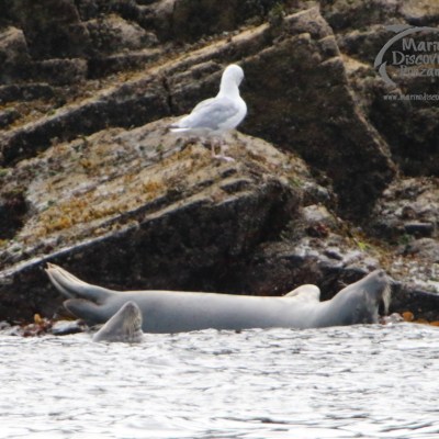 Seals lying on rocky shore with a seagull standing nearby.