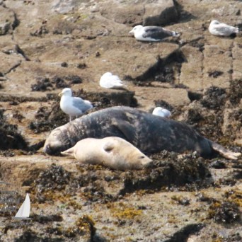 Seals resting on rocks with several seagulls nearby.