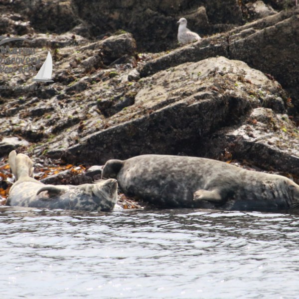 Two seals resting on rocky shore with seaweed, a bird stands nearby.