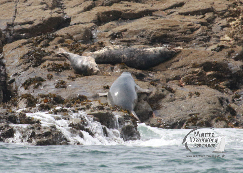 Three seals resting on rocky shore with sea waves in foreground.