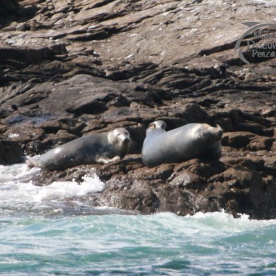 Two seals resting on rocky shoreline with waves in foreground.
