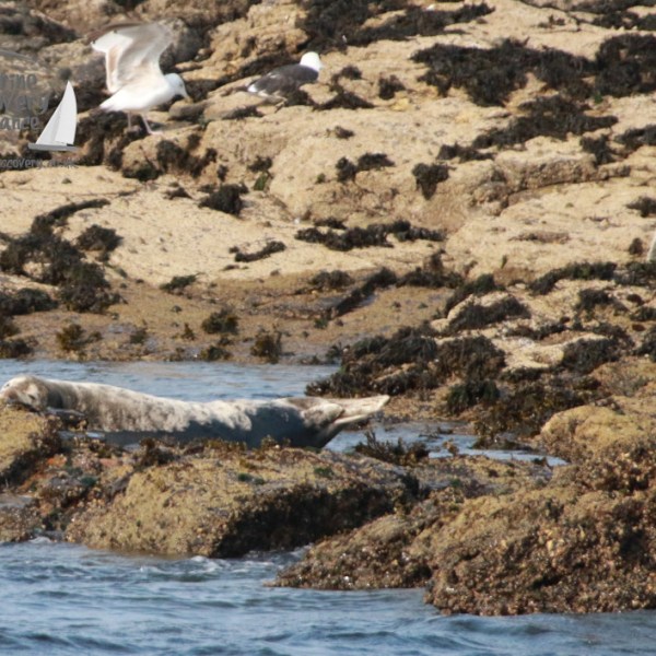 grey seals