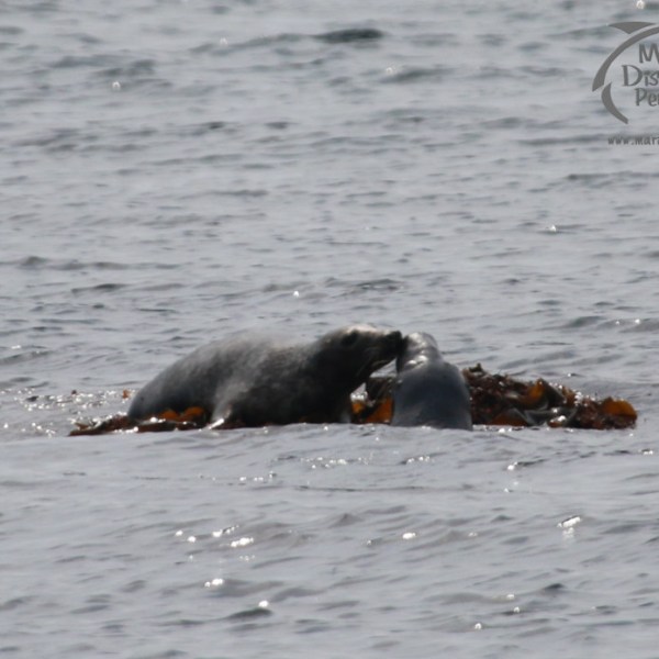 Two seals interacting in the water near seaweed on a cloudy day.