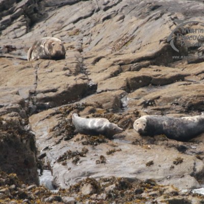 Seals resting on rocky shoreline, with three visible on wet rocks.
