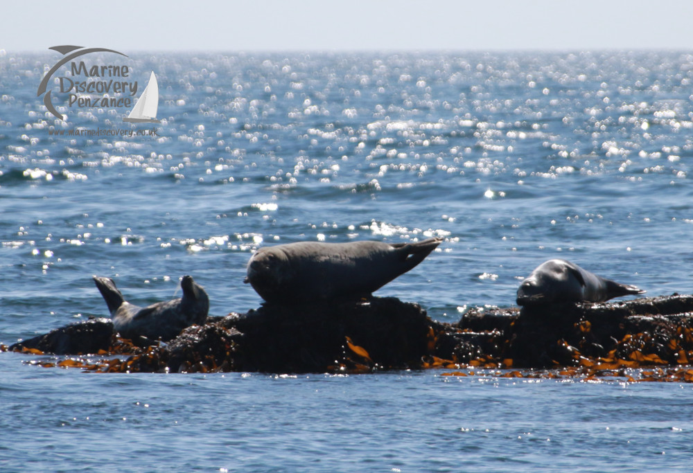Seals resting on a rocky outcrop covered with seaweed in a sunlit ocean.