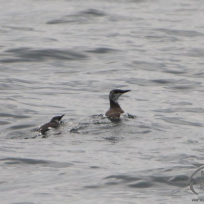 Two birds swimming on a calm, gray body of water.