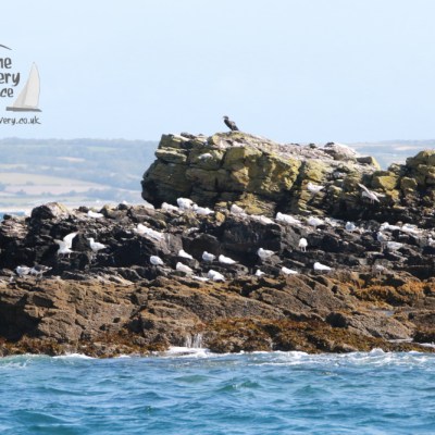 Seagulls perched on rocky coastline with waves and distant hills.