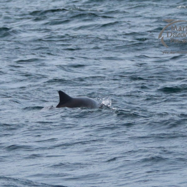 harbour porpoise