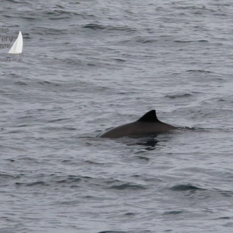 Fin of a porpoise emerging from the ocean surface.
