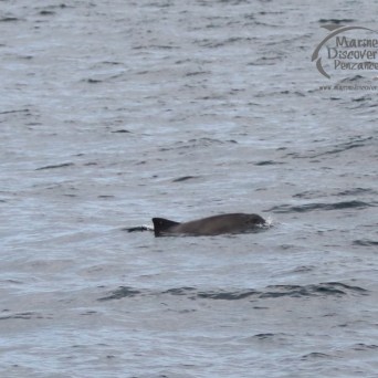 A porpoise swimming partially submerged in choppy ocean waters.