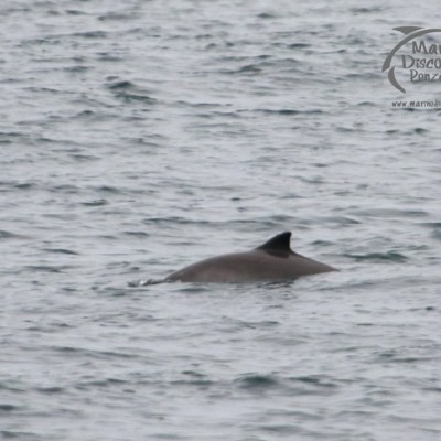A dolphin fin above the surface of the ocean on a cloudy day.