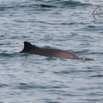 harbour porpoise