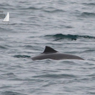 A porpoise fin above wavy sea surface with a Marine Discovery logo.