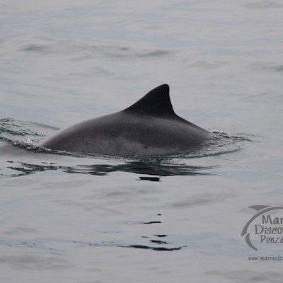 harbour porpoise