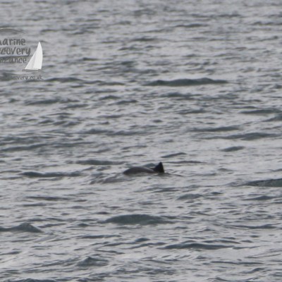 A porpoise fin visible in the water surface against a textured sea backdrop.