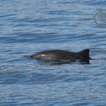 harbour porpoise