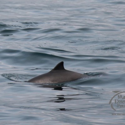 A porpoise fin visible above a calm ocean surface.