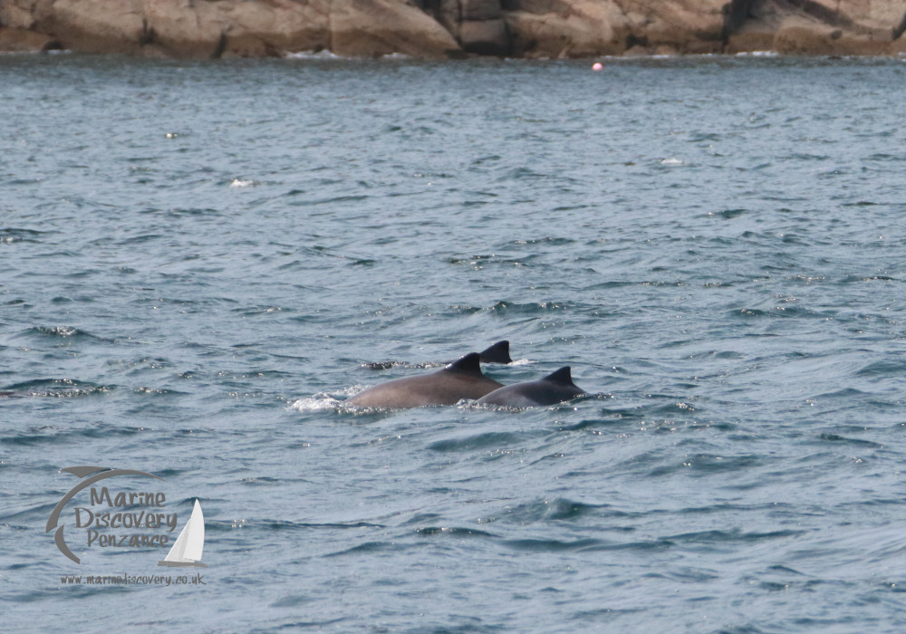 harbour porpoises