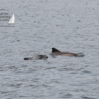 Two porpoises swimming together in the ocean, with visible dorsal fins above water.