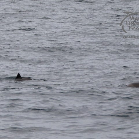 Two dorsal fins of porpoises visible above water surface in the sea.