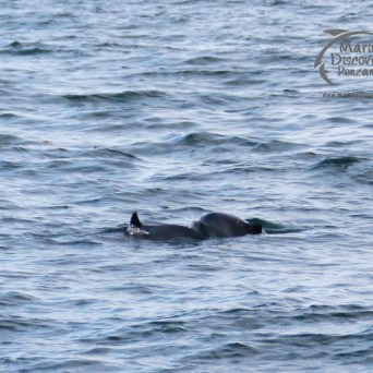 Two dorsal fins of porpoises breaking the surface of the water in a wavy sea.