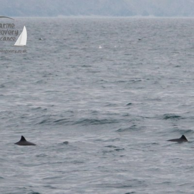 Two dorsal fins of porpoises visible above the water in a marine scene.