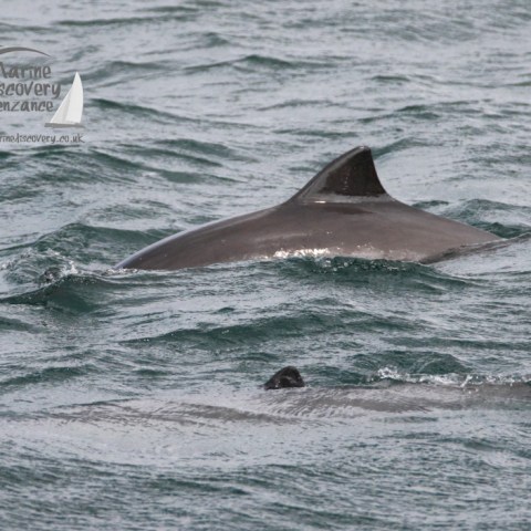 harbour porpoises