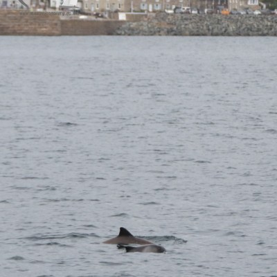harbour porpoises