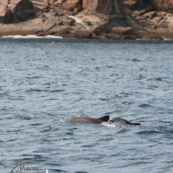 harbour porpoises