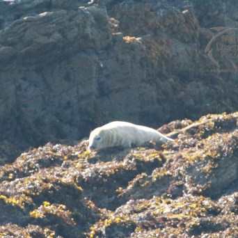 Seal resting on rocky shoreline, surrounded by seaweed.