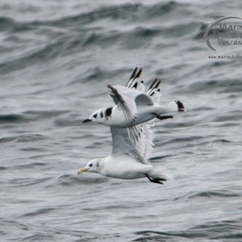 kittiwakes flying low over the ocean waves with wings spread.