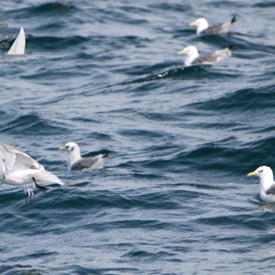 kittiwakes