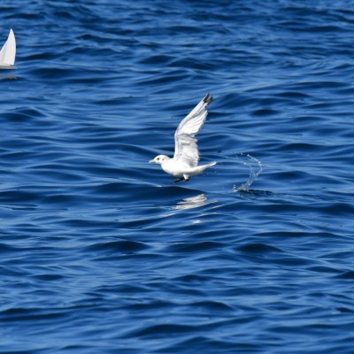kittiwake landing