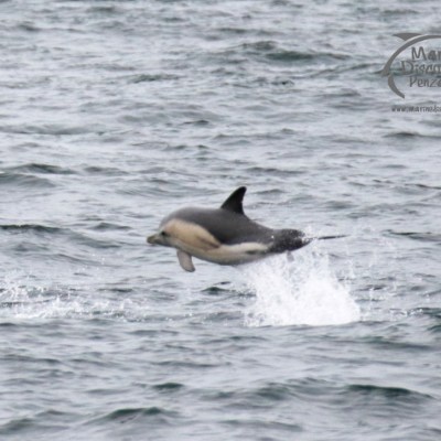Dolphin jumping out of the water in the ocean near Marine Discovery Penzance logo.