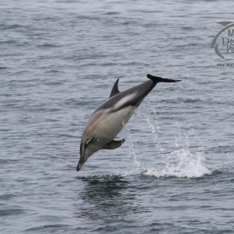 Dolphin leaping out of water with splash and logo in corner.