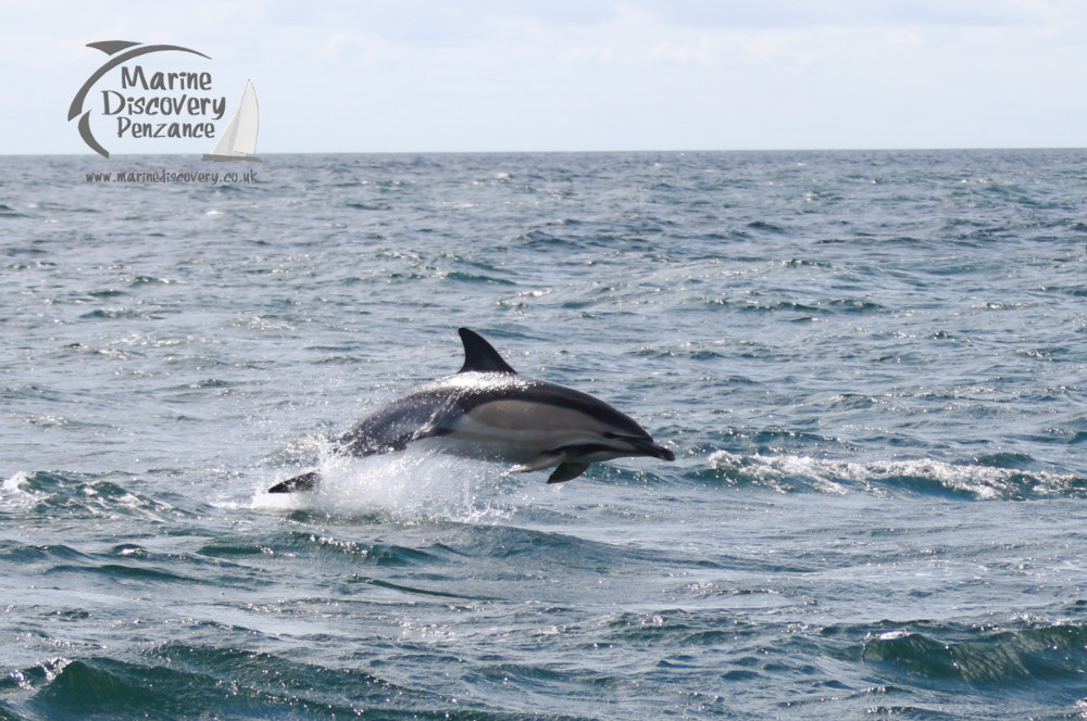 leaping dolphin