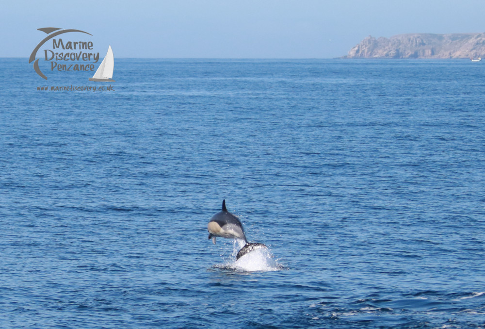 Dolphin leaping from blue ocean with distant rocky coastline in background.