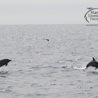 Two dolphins leaping out of the ocean with a seagull flying above.