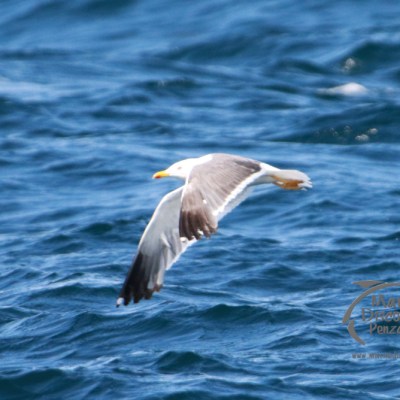 Seagull flying over ocean waves with logo in bottom right corner.