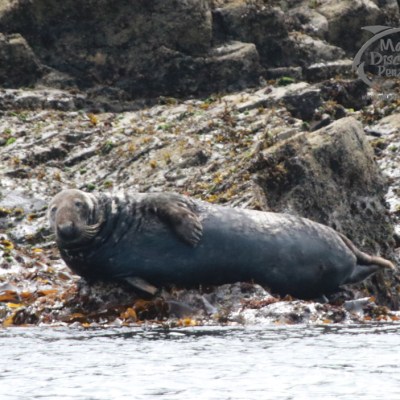 Seal lying on rocky shore with seaweed, near water's edge.