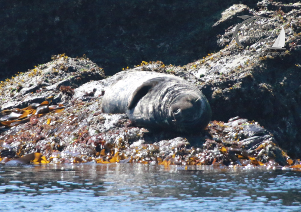 Seal resting on a rocky shore with seaweed, near water.